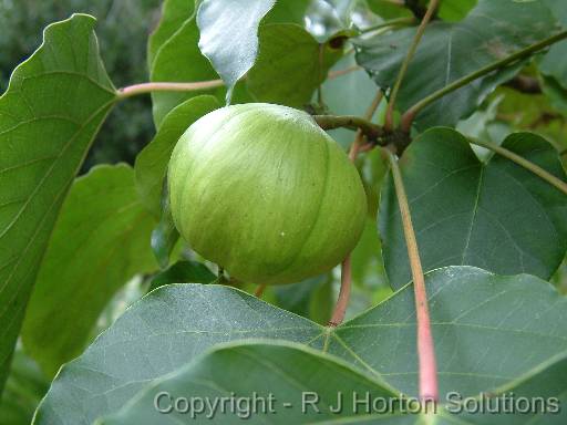 Tung oil fruit (Aleurites fordii) 